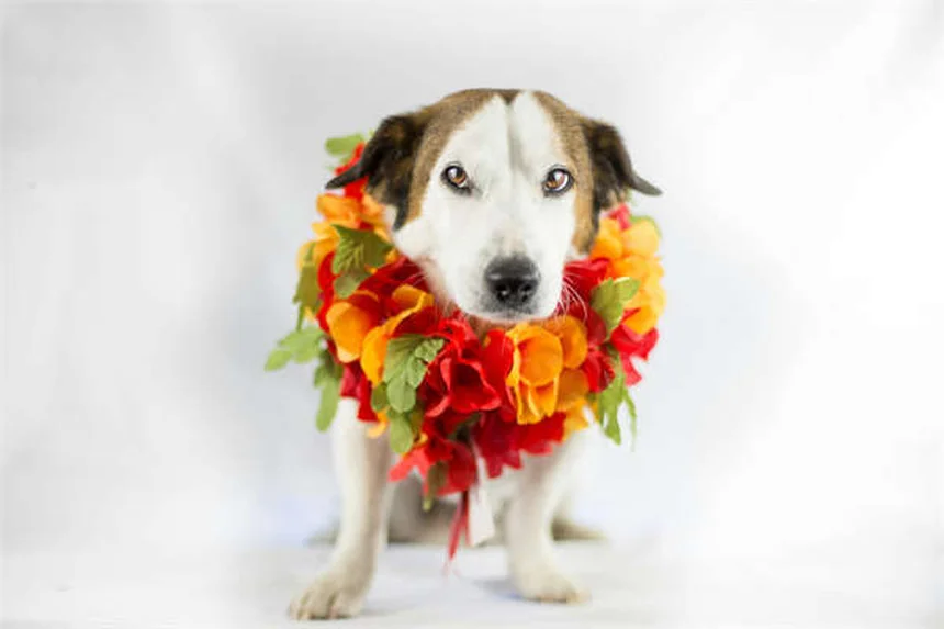 犬が土を食べる理由と対処法｜獣医師が教える正しい知識