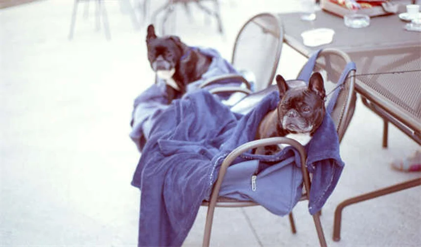 フェレットのアリューシャン病とは？症状・治療法を獣医師が解説